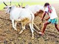 दमदार पावसाअभावी जिल्ह्यातील शेतकरी चिंतित - Marathi News | Farmer concerned in the district due to strong rain | Latest chandrapur News at Lokmat.com