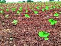 पावसाअभावी पिके कोमेजली - Marathi News | Lack of monsoon crops | Latest chandrapur News at Lokmat.com