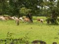 ‘त्या’ गावातील नागरिक बनतात एक दिवसाचा गुराखी - Marathi News | | Latest chandrapur News at Lokmat.com