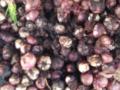 चाळीत युरिया टाकल्यामुळे १२० क्विंटल कांदा सडला - Marathi News | In the sieve, urea was burned by 3 quintals of onion | Latest nashik News at Lokmat.com