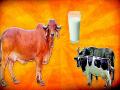 येवला तालुक्यात दुग्ध व्यवसायाला अच्छे दिन - Marathi News | Good day for dairy business in Yeola taluka | Latest nashik News at Lokmat.com