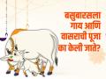 गायी म्हशी ओवाळी! गोशाळांमध्ये कशी जपतात गाय-वासरू पूजनाची परंपरा - Marathi News | vasubaras! How the tradition of cow-calf worship is preserved in Goshalas | Latest agriculture News at Lokmat.com