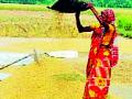 धान मळणीचा शेवट गोड करणारी संजोरी झाली लुप्त - Marathi News | The end of the paddy sowing is sweetening | Latest gadchiroli News at Lokmat.com