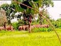 जंगली हत्तींचा बोळधा शिवारात धुमाकूळ - Marathi News | A lot of wild elephants roam in Shivara | Latest gadchiroli News at Lokmat.com
