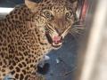बिबट्याची मादी अडकली पिंजऱ्यात - Marathi News | The female leopard is trapped in a cage | Latest nashik News at Lokmat.com