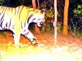 १३ गावांत १५ दिवसांपासून वाघाची दहशत - Marathi News | Tiger terror in 13 villages for 15 days | Latest gondia News at Lokmat.com