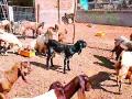 शेळीपालनातून घडला ‘सुरतिया’च्या संसारात बदल - Marathi News |  Changes from Goat Goal | Latest gondia News at Lokmat.com