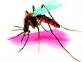 सावधान...डेंग्यूचा व्हायरस बदलतोय ! - Marathi News | Beware ... the dengue virus is changing! | Latest gondia News at Lokmat.com
