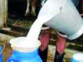 घटत्या जनावरांमुळे दुग्ध व्यवसायावर अवकळा - Marathi News | Stumble upon the dairy business due to declining livestock | Latest gondia News at Lokmat.com