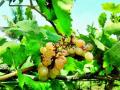 कोरोनामुळे द्राक्षबागा संकटात ! - Marathi News | Vineyards in crisis because of Corona! | Latest nashik News at Lokmat.com