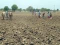 दमदार पावसामुळे पेरणीपूर्व कामांना वेग - Marathi News | The speed of sowing activity due to strong rains | Latest jalana News at Lokmat.com