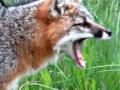 धावडा येथे लांडग्यांच्या हल्ल्यात अकरा शेळ्या ठार - Marathi News | Eleven goats killed in a wolf attack in the runaway | Latest jalana News at Lokmat.com