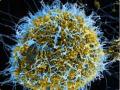 कोरोना विषाणूने जगाचे जनजीवन विस्कळीत - Marathi News | Corona virus disrupts world life | Latest nashik News at Lokmat.com