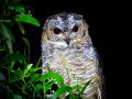 कोयना अभयारण्यात आढळले दुर्मीळ ‘रक्तलोचन घुबड’ - Marathi News | Rare bleeding owl found in Koyna sanctuary | Latest satara News at Lokmat.com