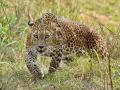 हाटमोहिदे शिवारात बिबट्याच्या हल्ल्यात वासरू ठार - Marathi News | A calf was killed in a leopard attack in Hatmohide Shivara | Latest nandurbar News at Lokmat.com