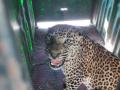 तारुखेडले येथे बिबट्या पिंजऱ्यात - Marathi News | In a leopard cage at Tarukhedale | Latest nashik News at Lokmat.com