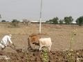 खरीप पिकांवर कोरोनाचे सावट - Marathi News | Corona infestation on kharif crops | Latest nashik News at Lokmat.com