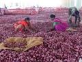 कांदा दरात पावसामुळे घसरण उत्पादकांना विक्र ीची झाली घाई - Marathi News | Falling onion prices have led to a decline in sales | Latest nashik News at Lokmat.com