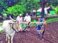 बागलाण तालुक्यात कडधान्यासह तेलबिया पेरणी क्षेत्रात दुपटीने वाढ - Marathi News | In Baglan taluka, the area under oilseeds including pulses has doubled | Latest nashik News at Lokmat.com
