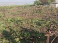 ढगाळ हवामानामुळे द्राक्षपंढरी हवालदिल - Marathi News | Cloudy vineyards with cloudy weather | Latest nashik News at Lokmat.com