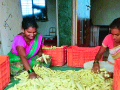 जनावरांच्या चाऱ्यांसाठी चक्क बेबीकॉर्न मक्याचे उत्पादन - Marathi News | Production of glittering baby corn for animal feed | Latest satara News at Lokmat.com