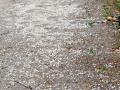 बागलाणमध्ये सलग तिसऱ्या दिवशी गारपीट - Marathi News | Hail for third day in a row in Baglan | Latest nashik News at Lokmat.com