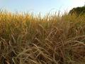 पाण्याचा प्रश्न गंभीर, चारा करपला - Marathi News |  Water Crises Critical Cramp | Latest nashik News at Lokmat.com