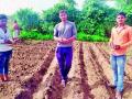 सुशिक्षित तरुणांची ओढ शेतीकडे - Marathi News | The attraction of educated youth towards agriculture | Latest nashik News at Lokmat.com