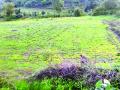 वाशिम जिल्ह्यात ३३ हजार एकर क्षेत्र अद्यापही पेरणीविना! - Marathi News | About 3,000 acres of land in Washim district without sowing yet! | Latest vashim News at Lokmat.com