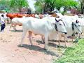 कोरोनामुळे गुरांसह आठवडी बाजार बंद - Marathi News | Weekly closures with cattle due to Corona | Latest vardha News at Lokmat.com