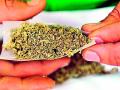 दोन वर्षांत गांजाचे केवळ २६ गुन्हे - Marathi News | Only 26 cases of Ganja in two years | Latest vardha News at Lokmat.com