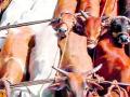 जनावर तस्करी रोखण्यास प्रशासन अपयशी - Marathi News | Administration fails to stop animal trafficking | Latest yavatmal News at Lokmat.com