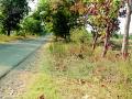रस्त्यालगत वृक्षतोडीकडे वन विभागाचे दुर्लक्ष - Marathi News | Forest department neglected roadside trees | Latest yavatmal News at Lokmat.com