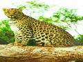 निकवेलला बिबट्याच्या हल्ल्यात वासरू ठार - Marathi News | Niklail killed a calf in a leopard attack | Latest nashik News at Lokmat.com