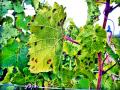 द्राक्षबागांना जिवाणू करप्याचा धोका - Marathi News |  The bacterial bacteria threat to grapefruit | Latest nashik News at Lokmat.com