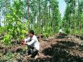 अवर्षणग्रस्त  सिन्नर तालुक्यात चंदन शेतीचा  सुगंध - Marathi News | The scent of sandalwood in the drought-hit Sinnar taluka | Latest nashik News at Lokmat.com