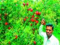 सेंद्रिय पद्धतीने घेतले भरघोस डाळिंब - Marathi News |  Eggplant pomegranate taken organic | Latest nashik News at Lokmat.com