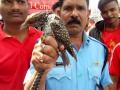 नायलॉन मांजात अडकलेल्या कोकिळ पक्ष्याची केली सुखरुप सुटका - Marathi News | Rescue of bird trapped in nylon thread is successfull | Latest nagpur News at Lokmat.com