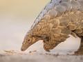 नागपुरातील दिघोरीत निघाला दुर्मिळ पेंगोलिन - Marathi News | Rare pangolin in Dighori | Latest nagpur News at Lokmat.com
