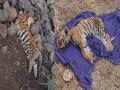 सुकनेगावच्या जंगलात भुकेने व्याकूळ दोन बछड्यांचा मृत्यू - Marathi News | Two tiger cubs died of starvation in Suknegaon forest | Latest yavatmal News at Lokmat.com