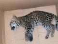 अपघातात बिबट्याचा बछडा ठार - Marathi News | Leopard calf killed in accident | Latest nashik News at Lokmat.com