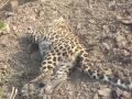 बार्शीटाकळी तालुक्यात बिबटाचा संशयास्पद मृत्यू - Marathi News | Suspicious death of leopard in Barshitakali taluka | Latest akola News at Lokmat.com
