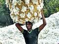 परस्पर कापूस विक्रीने बाजार समितीचा लाखोंचा सेस बुडाला - Marathi News | Market Committee 's cess of millions of rupees by selling cotton | Latest amravati News at Lokmat.com