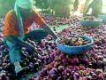 कांद्याचे भाव वधारले - Marathi News | Onion prices rose | Latest amravati News at Lokmat.com
