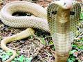 पर्यावरण संवर्धनासाठी सापांचे जीवदान महत्वाचे - Marathi News | The survival of snakes is important for environmental conservation | Latest bhandara News at Lokmat.com