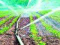 शेतकऱ्यांना ठिबक सिंचन आता ८० टक्के अनुदानावर - Marathi News | Drip irrigation to farmers now on 80 per cent subsidy | Latest bhandara News at Lokmat.com