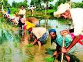 जिल्ह्यात पाऊस सरासरीएवढा, पण धान राेवणी रखडलेलीच - Marathi News | The rainfall in the district is average, but the paddy field is stagnant | Latest bhandara News at Lokmat.com