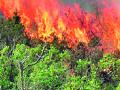 नागपूर वनवृत्तात भंडाऱ्यात सर्वात कमी आगीच्या घटना - Marathi News | The lowest number of fire incidents in Nagpur Forest Reserve | Latest bhandara News at Lokmat.com