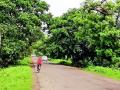 राज्य महामार्ग बांधकामात एक हजार वृक्षांचा बळी जाणार - Marathi News | One thousand trees will fall victim to state highway construction | Latest bhandara News at Lokmat.com