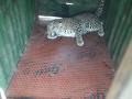 धारणगाव वीर येथे बिबट्या जेरबंद - Marathi News | Leopard confiscated at Dharangaon Veer | Latest nashik News at Lokmat.com